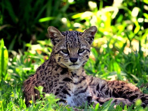 Geoffroy's Cat