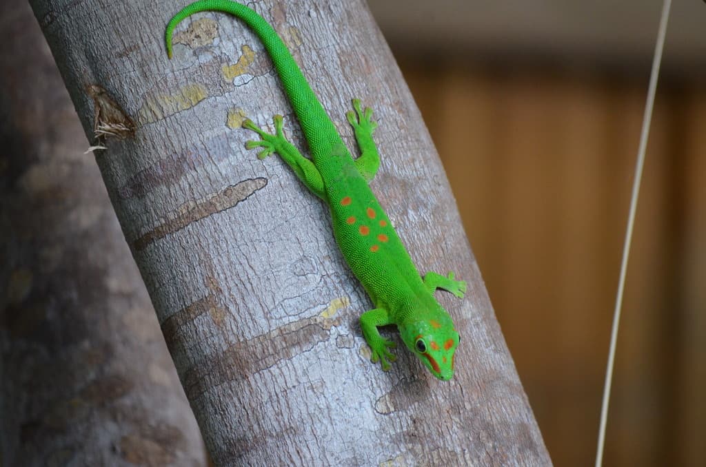 Giant Day Gecko