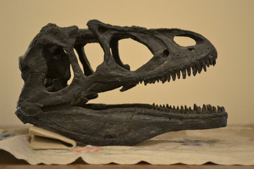 Allosaurus