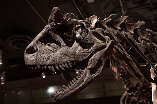 Carnotaurus