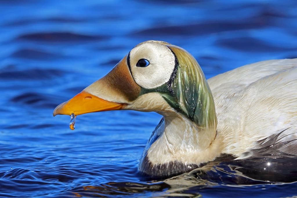 Waterfowl
