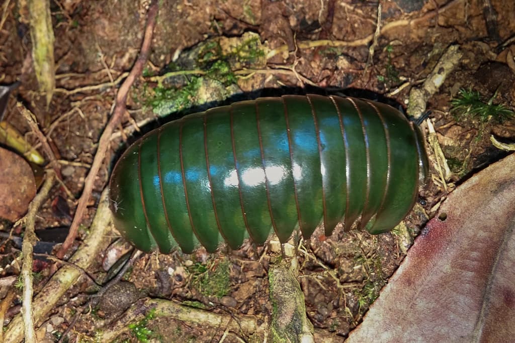 Giant Millipede