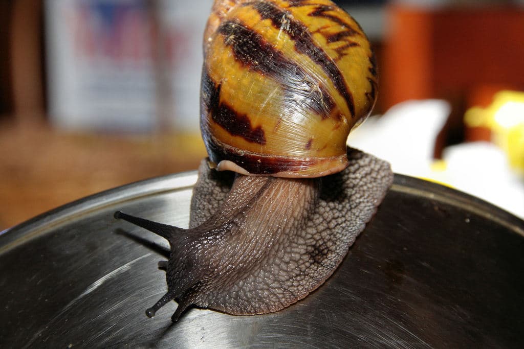 Giant Snail