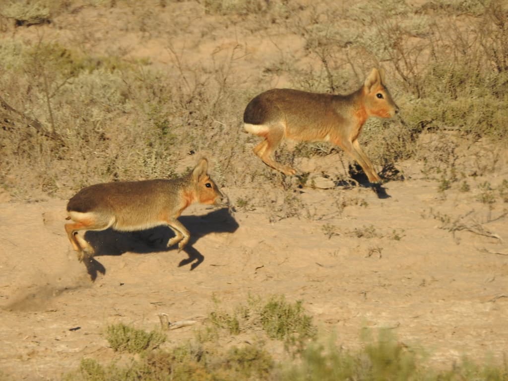 Mara