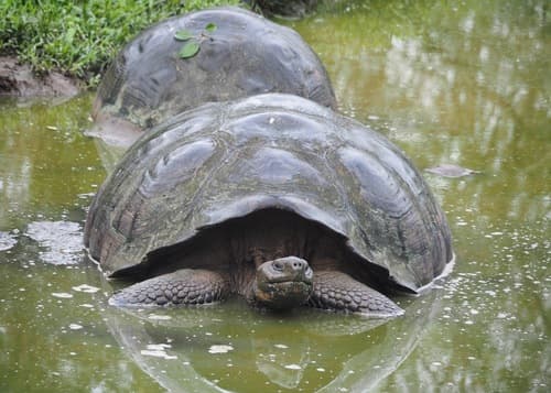 Giant Tortoise