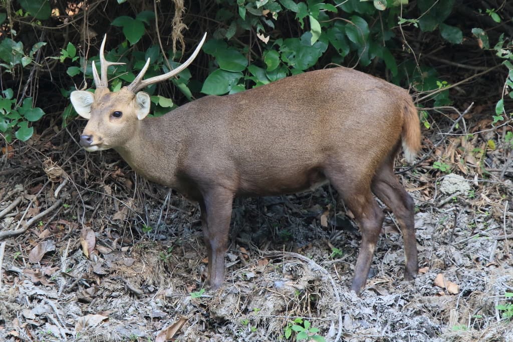 Hog Deer
