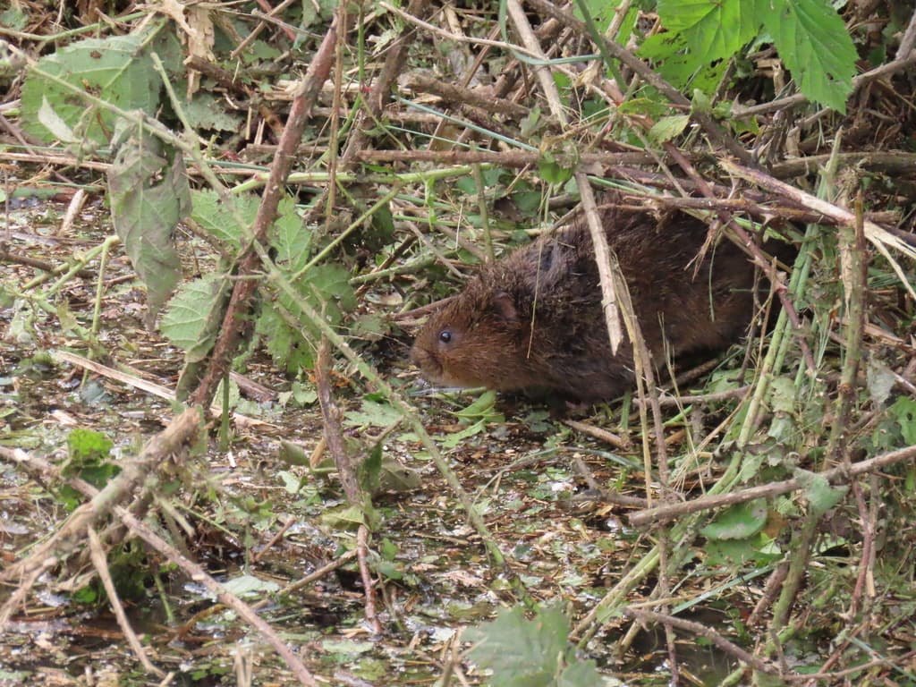 Water Vole