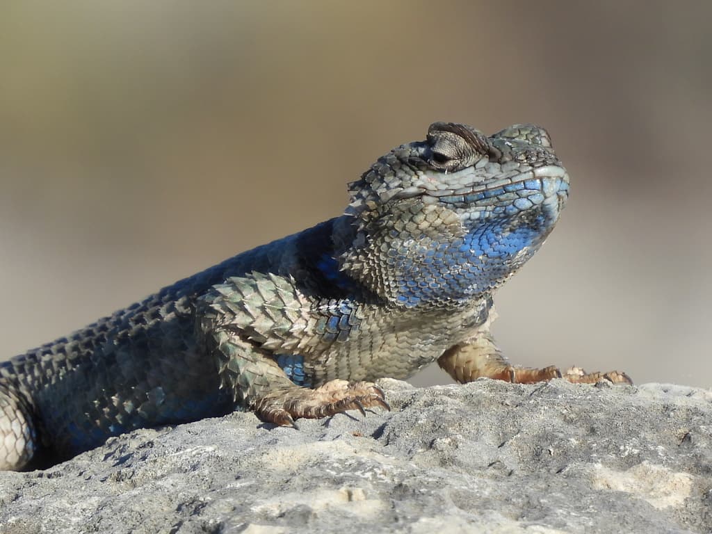 Crevice Spiny Lizard