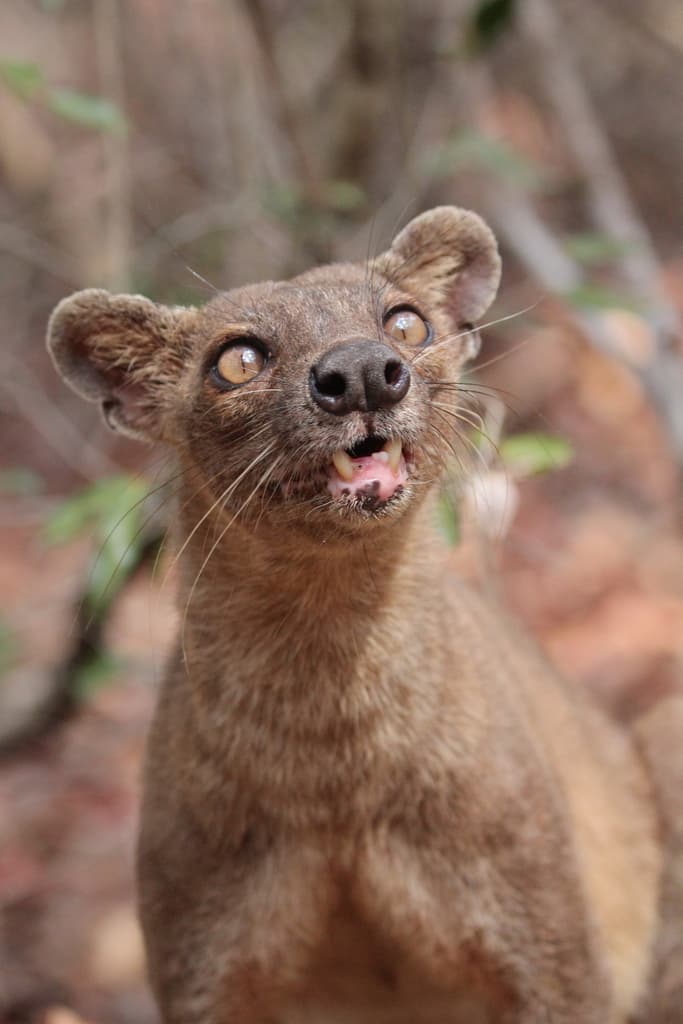 Fossa