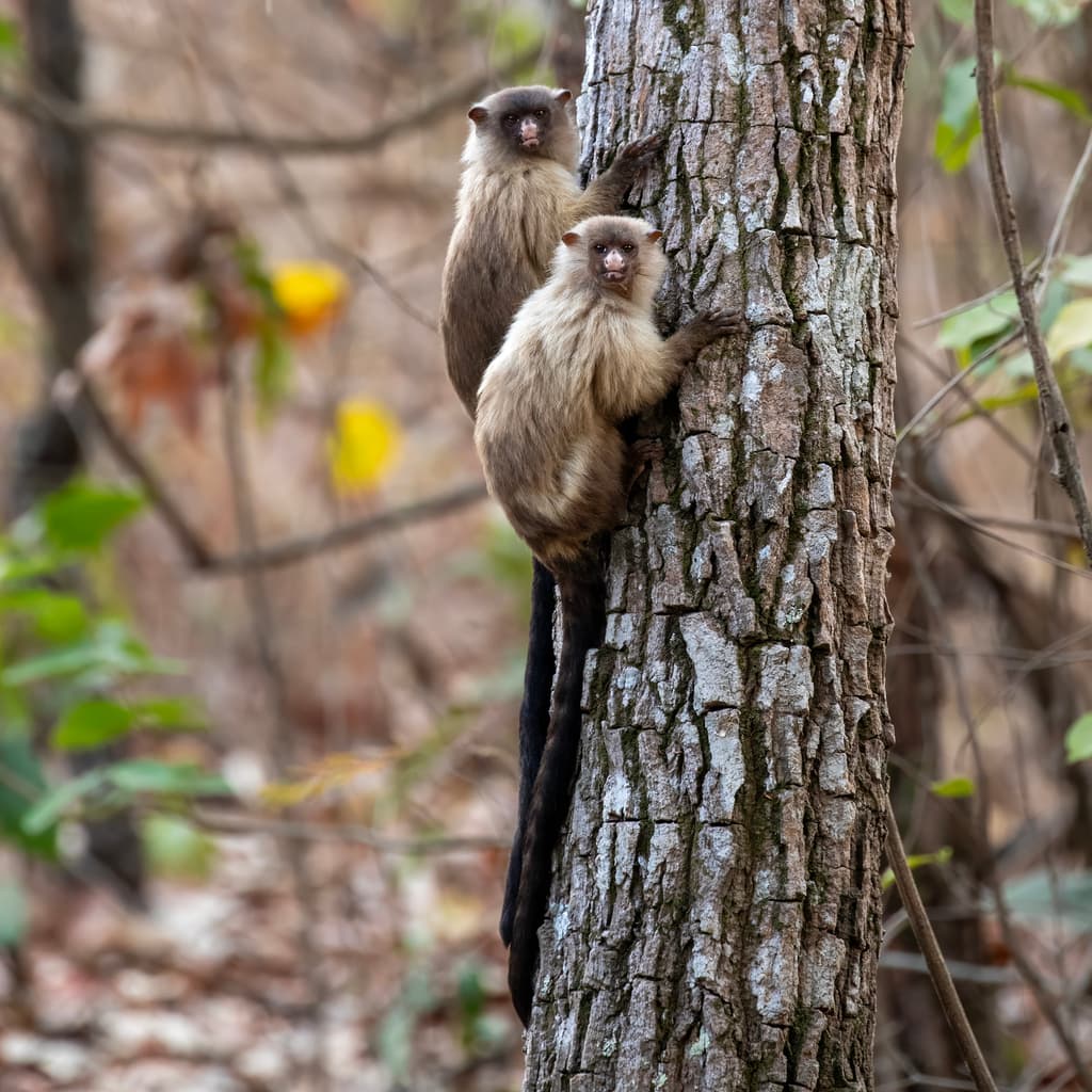 Black Tailed Marmoset