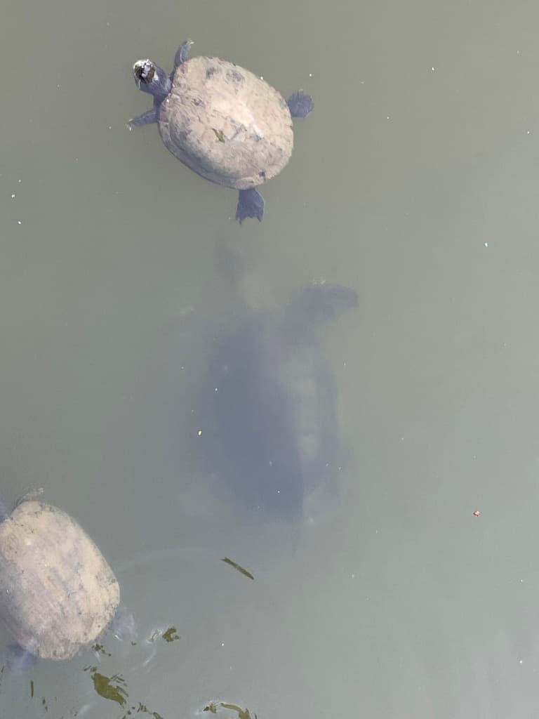Pig Nosed Turtle