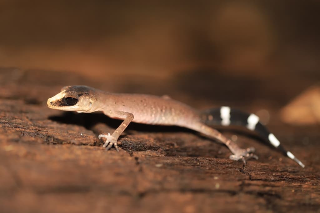 Chameleon Gecko