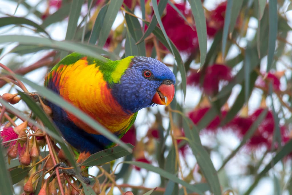 Lorikeet