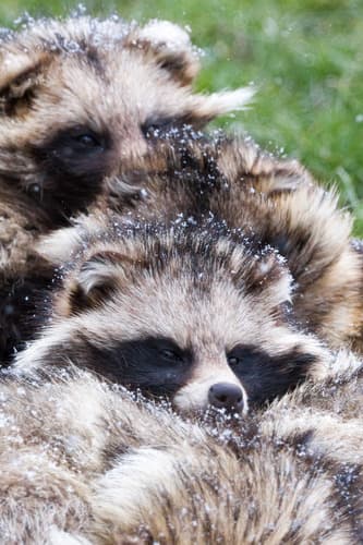 Raccoon Dog