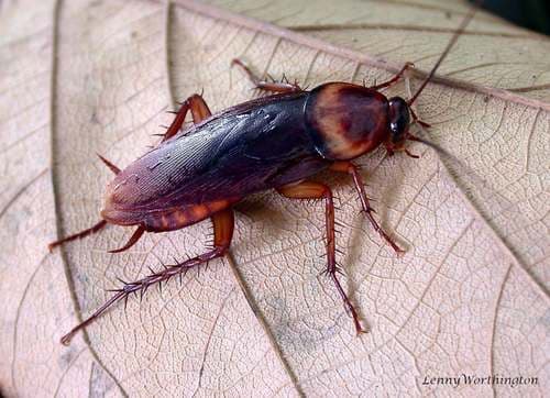Cockroach