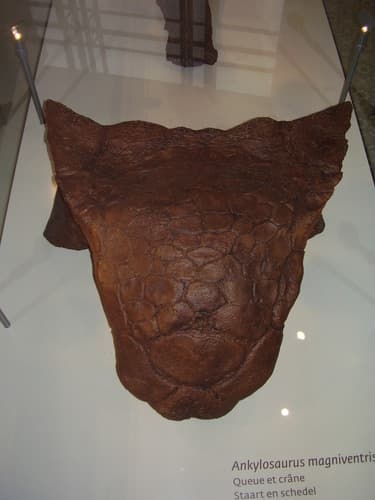 Ankylosaurus