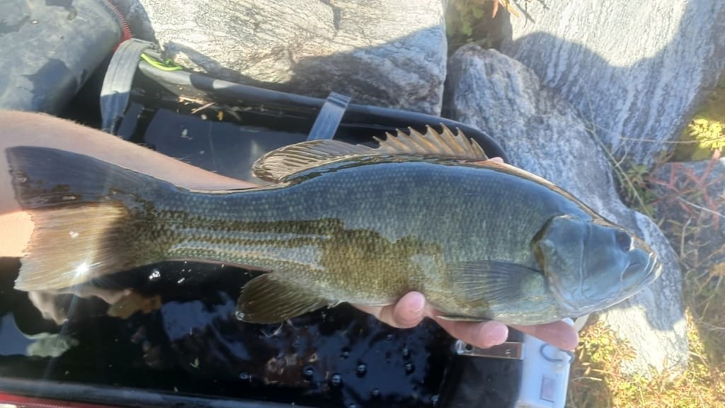 Bass