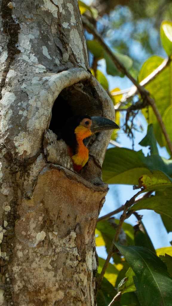 Channel Billed Toucan