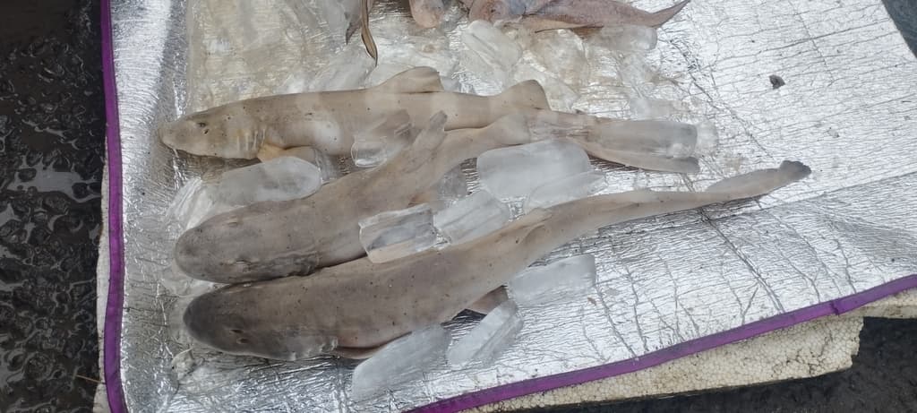 Brown Banded Bamboo Shark