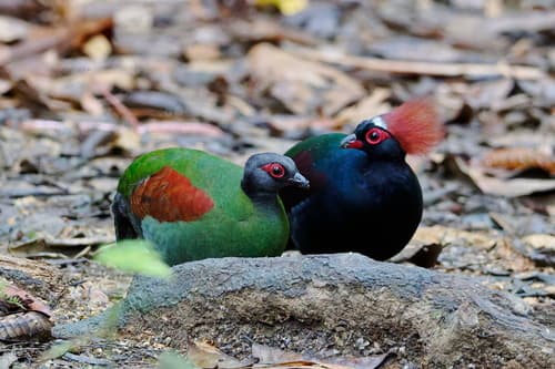 Crested Wood Partridge