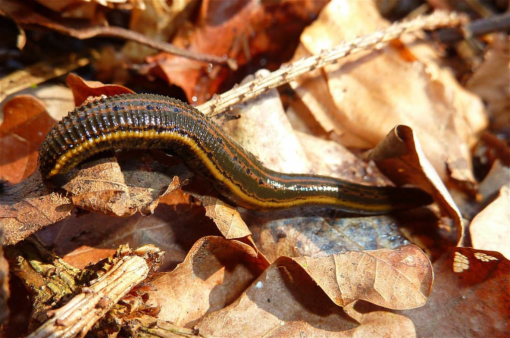 European Medicinal Leech