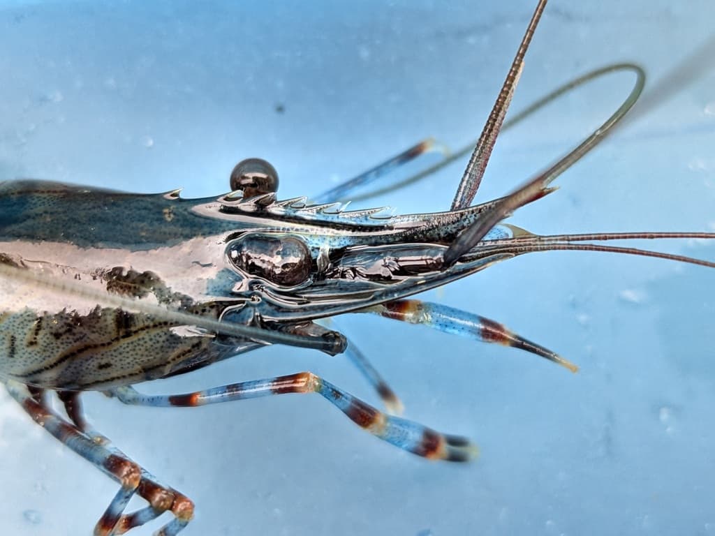 Common Prawn