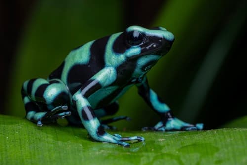 Green and Black Dart Frog