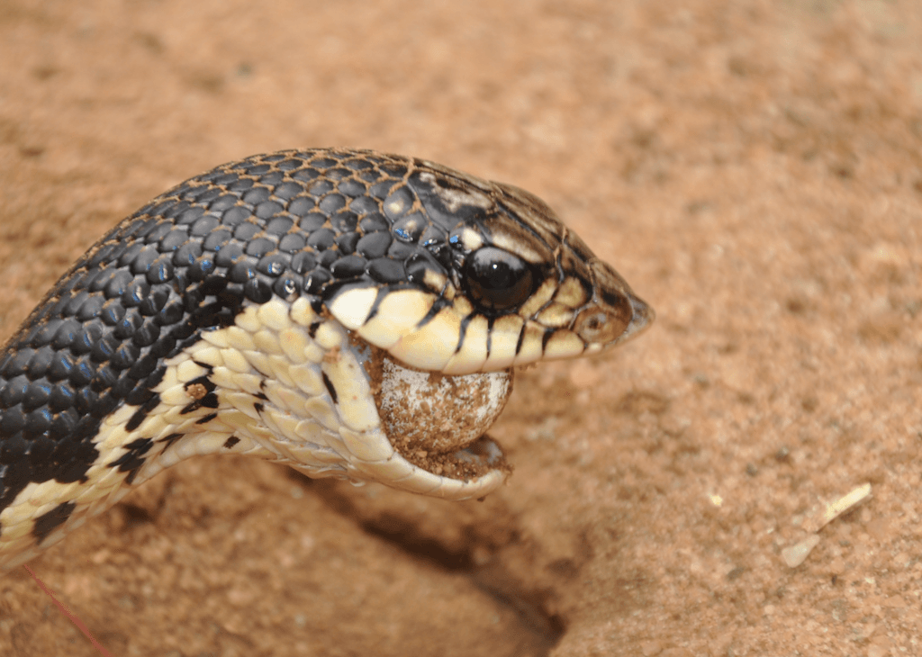 Giant Hognose Snake