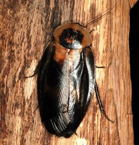 Death Head Cockroach