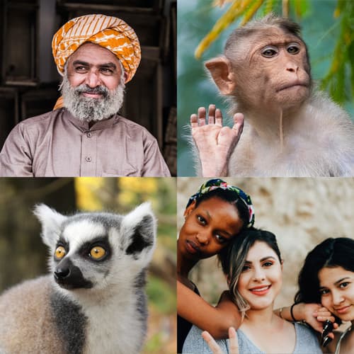 Primate