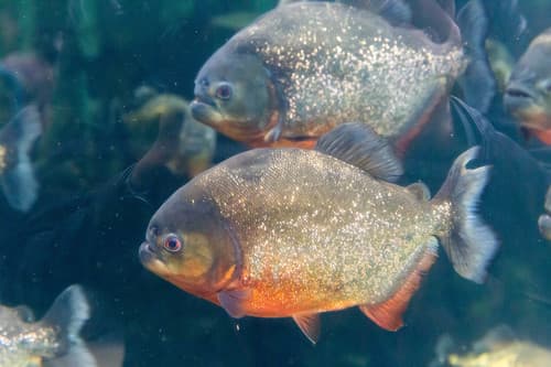 Piranha