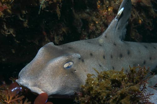 California Horn Shark