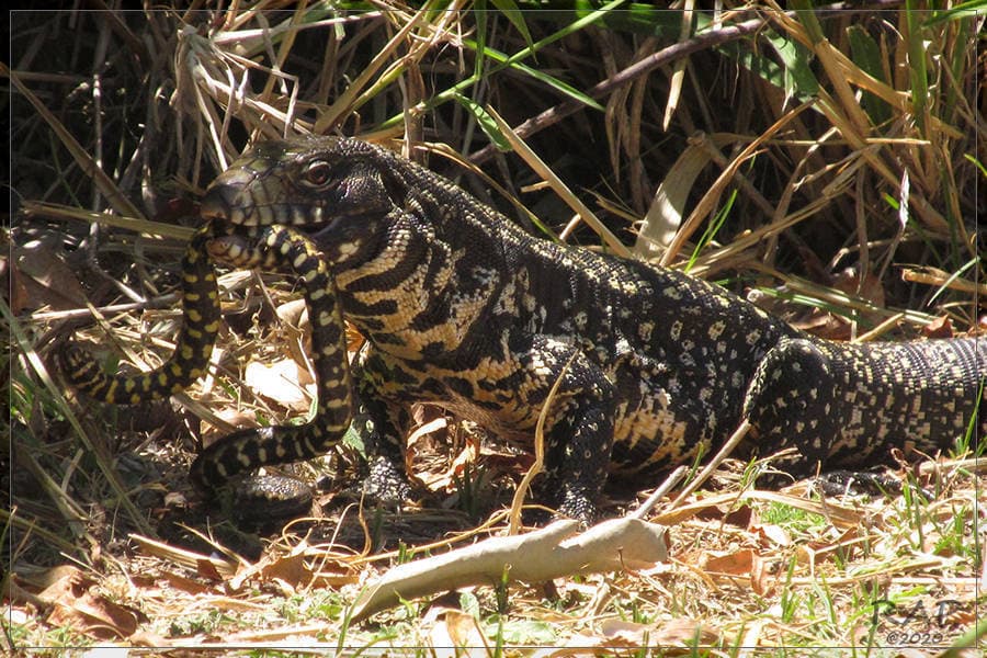 Black & White Tegu