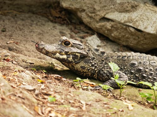 African Dwarf Crocodile
