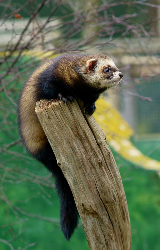 European Polecat