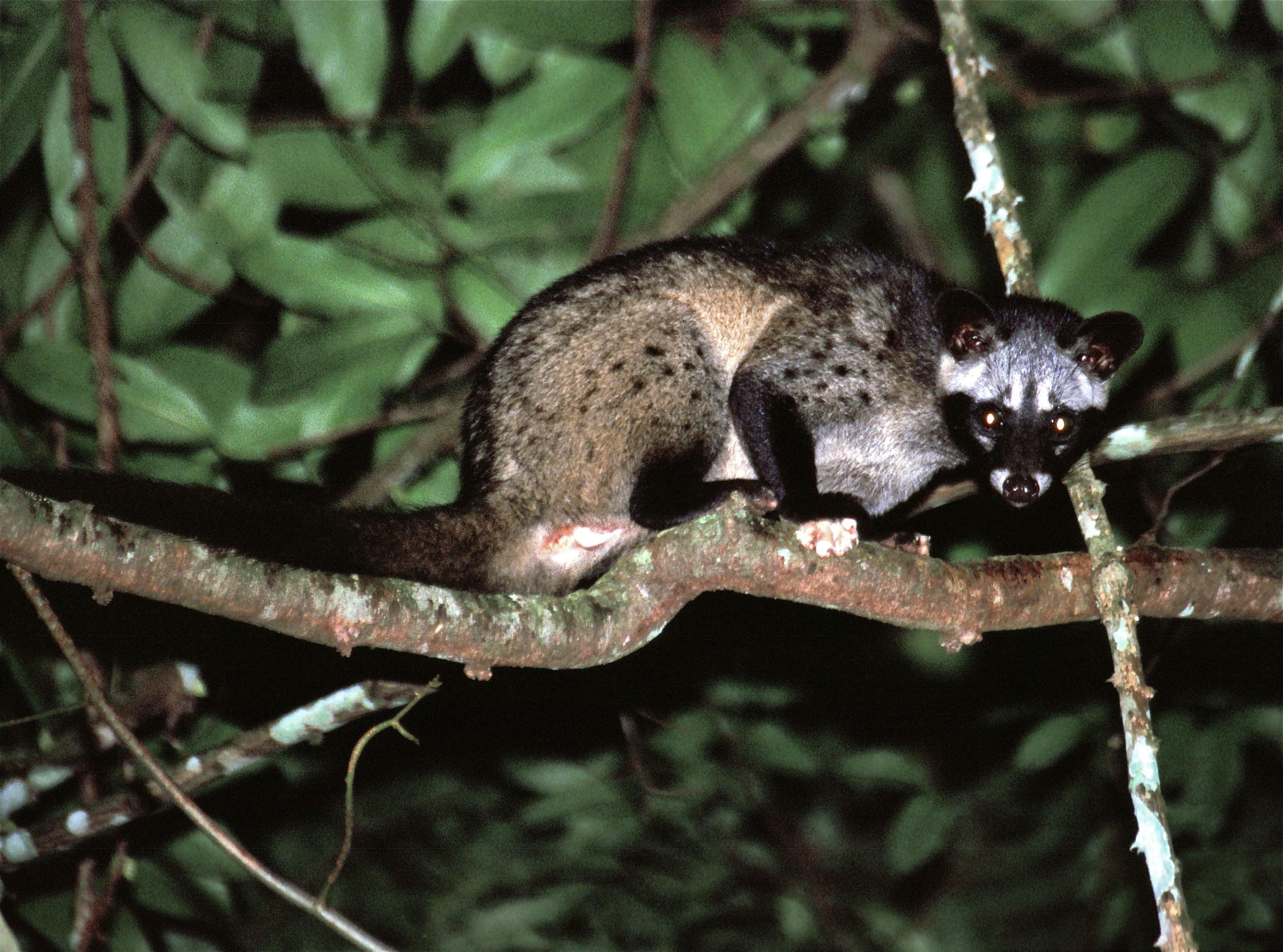 Asian Palm Civet