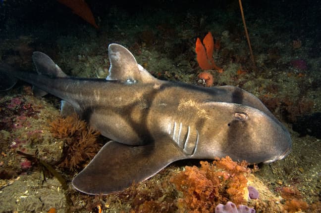 Port Jackson Shark