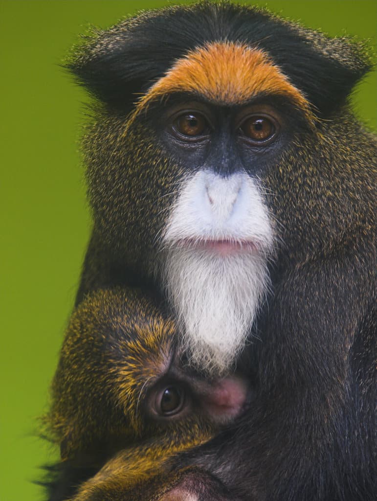 De Brazza's Monkey