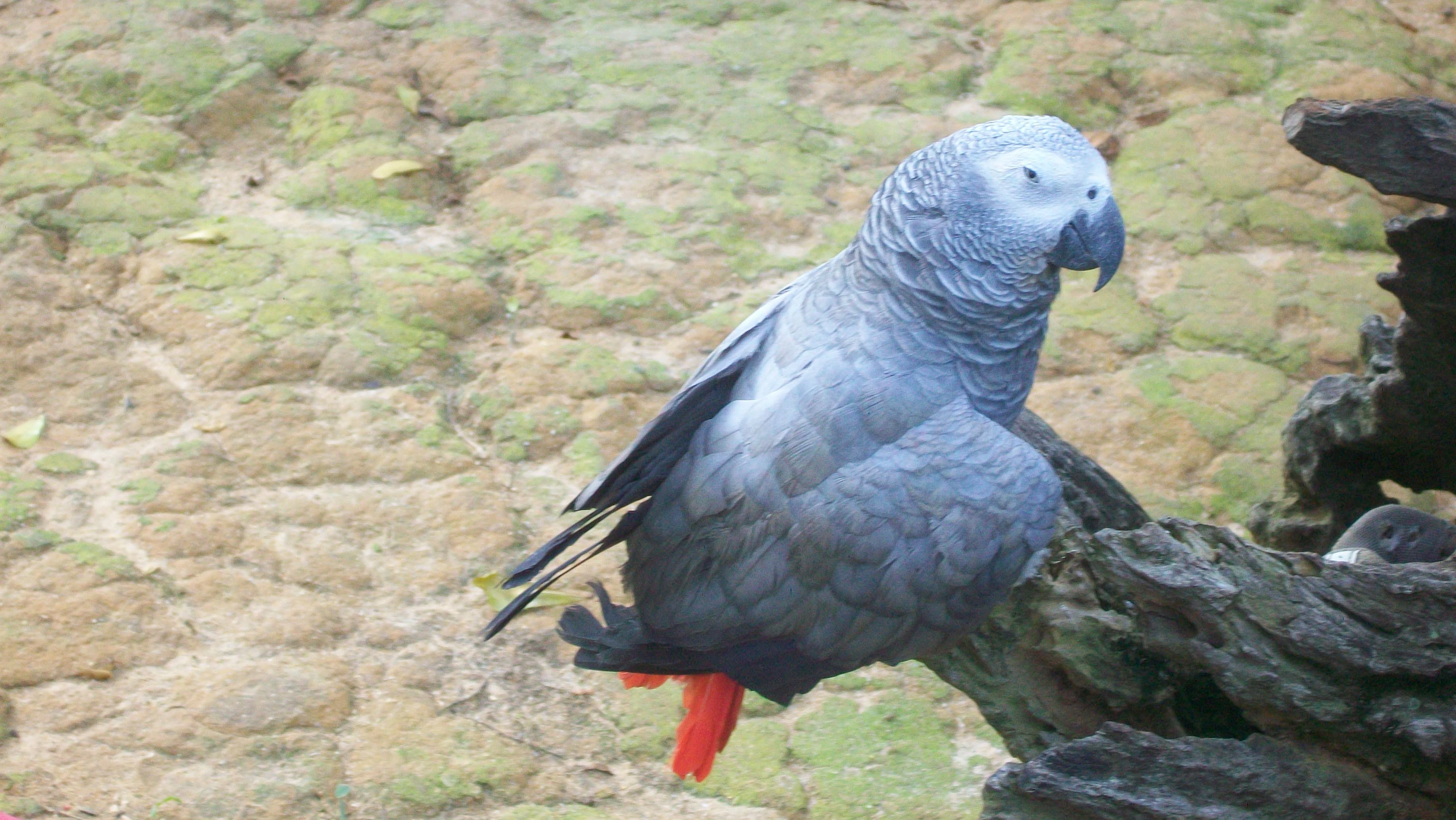 African Grey