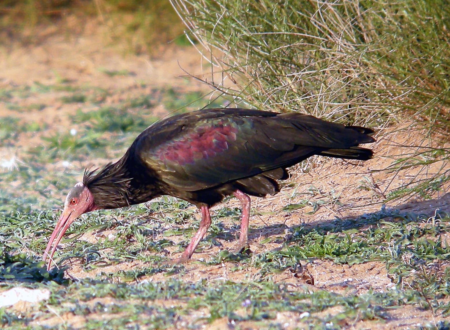 Waldrapp Ibis