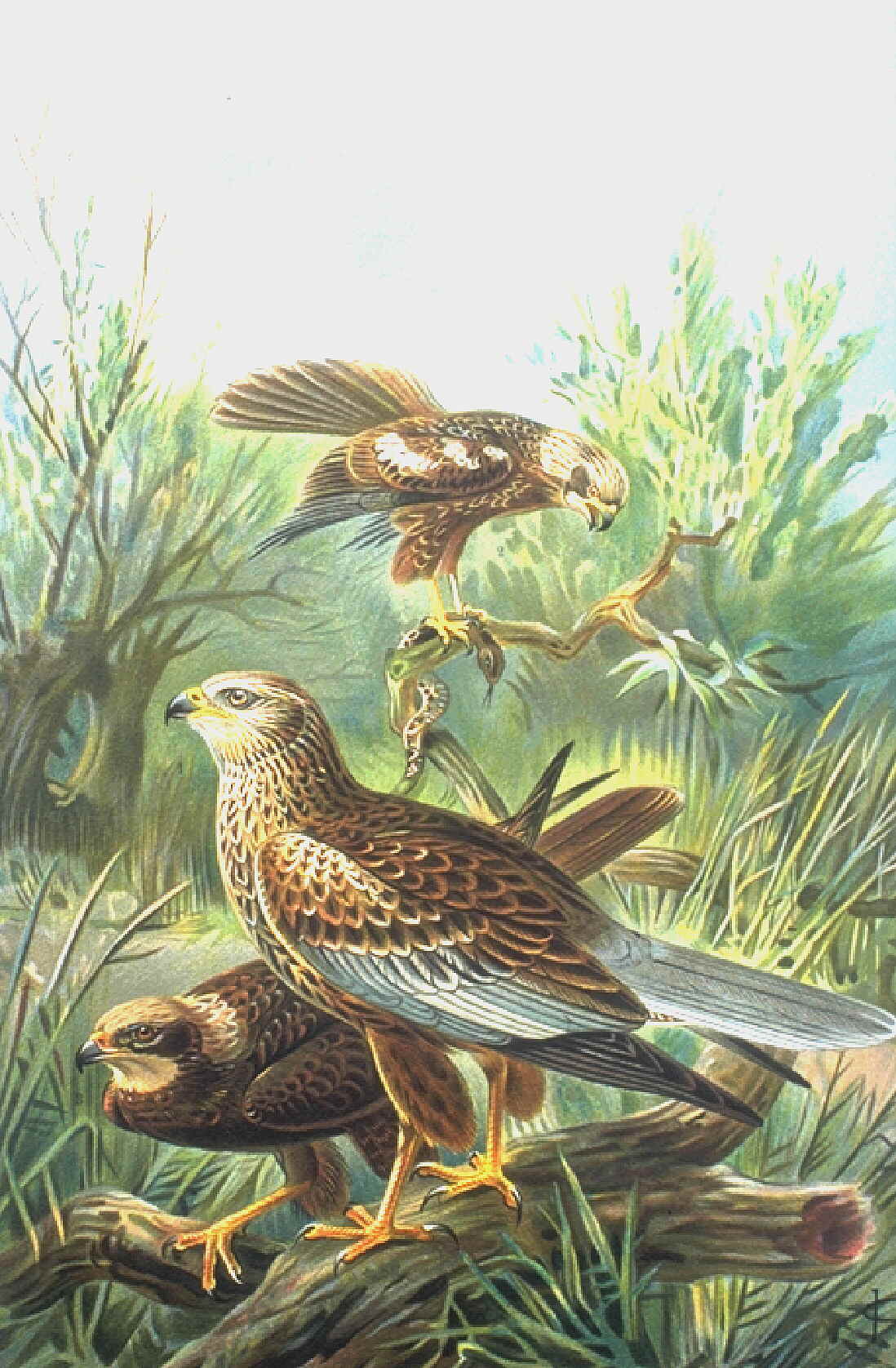 Marsh Harrier