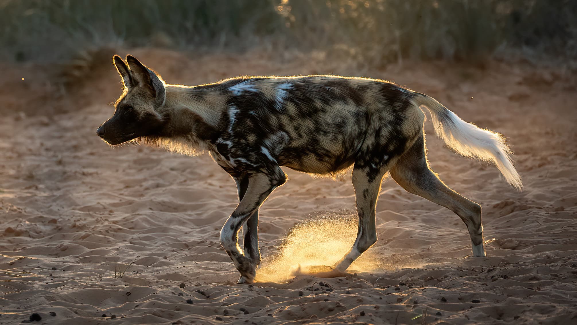 African Painted Dog