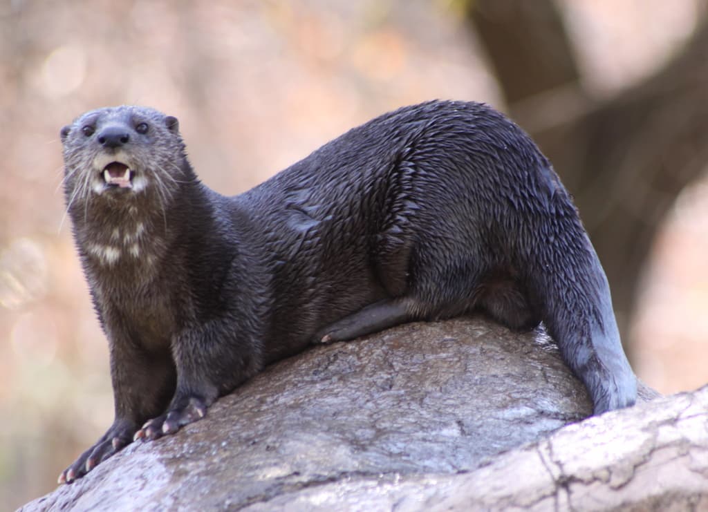 Spot-necked Otter