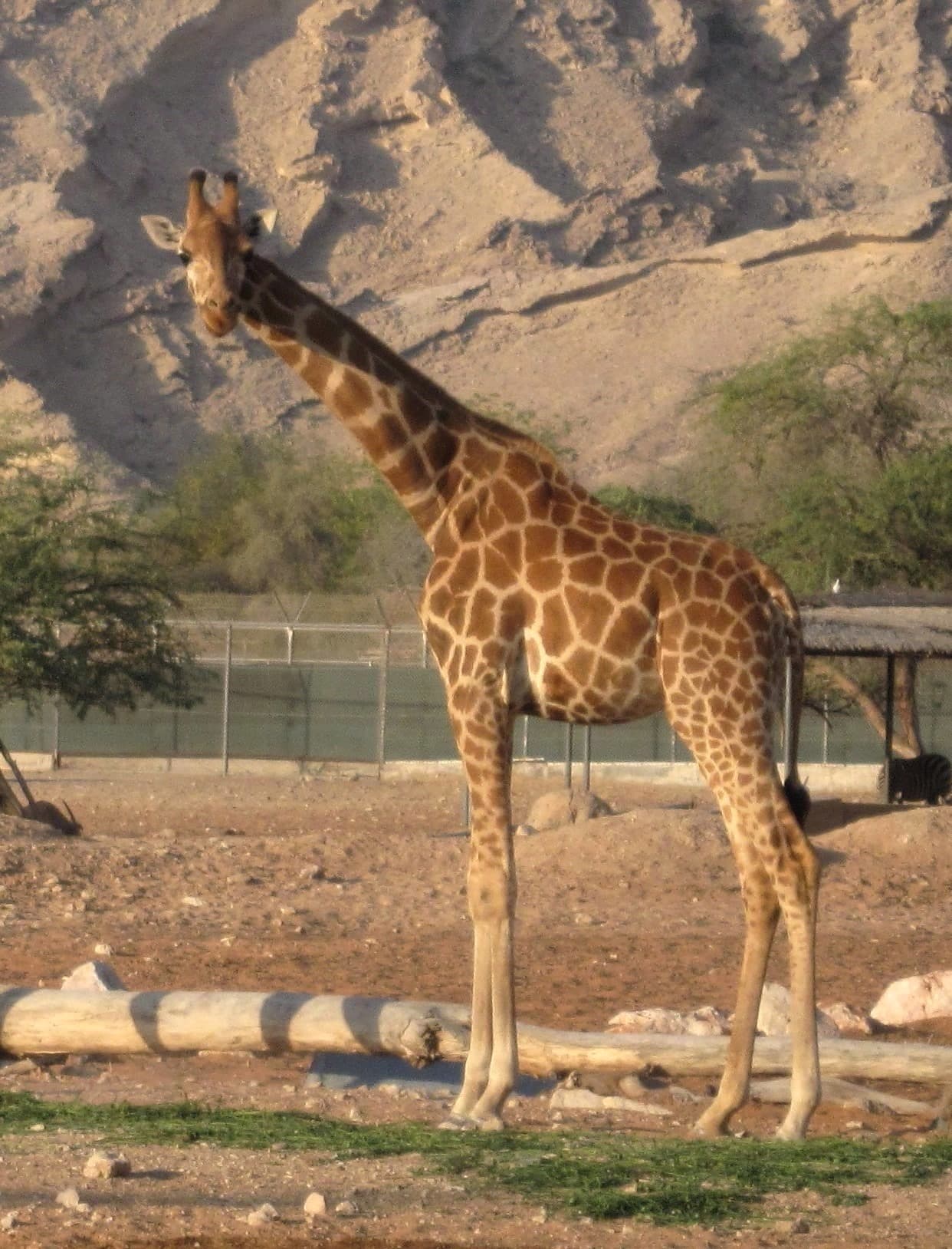 Nubian Giraffe