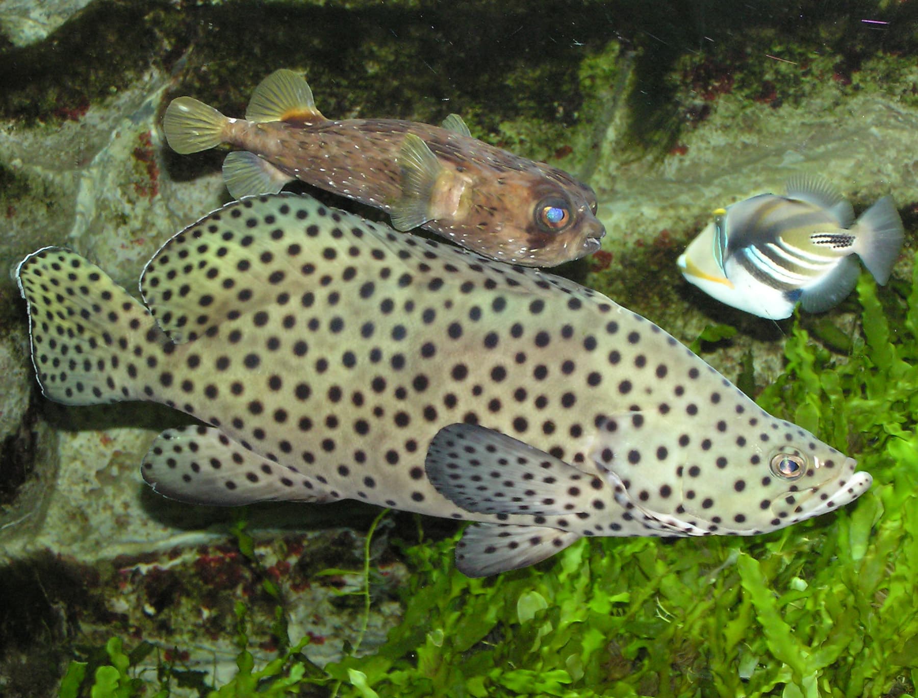 Panther Grouper