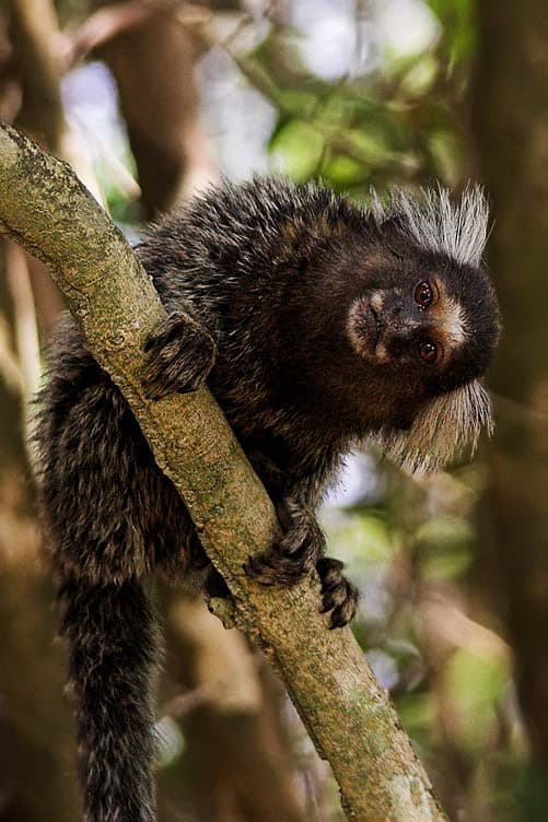 Marmoset