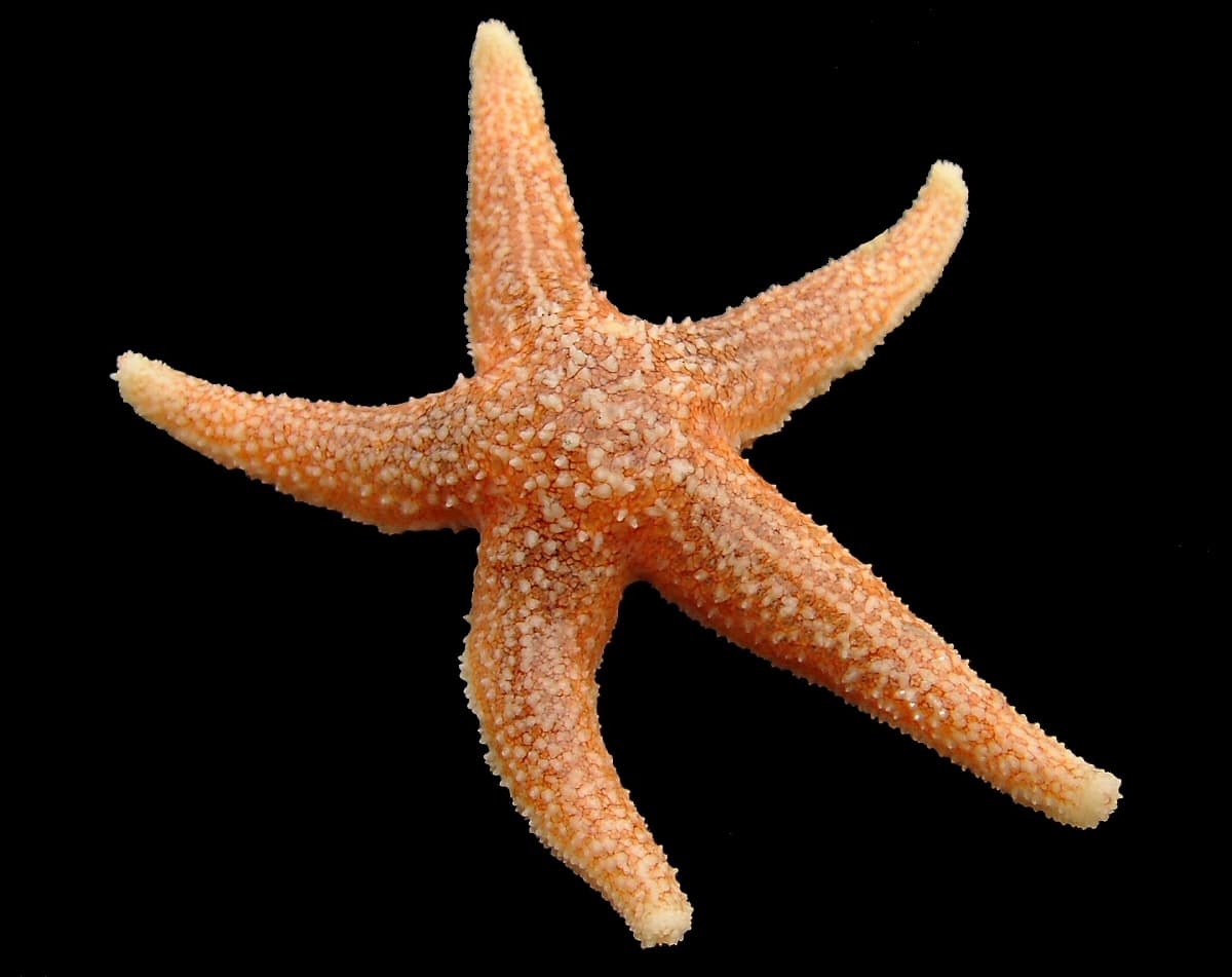 Common Starfish