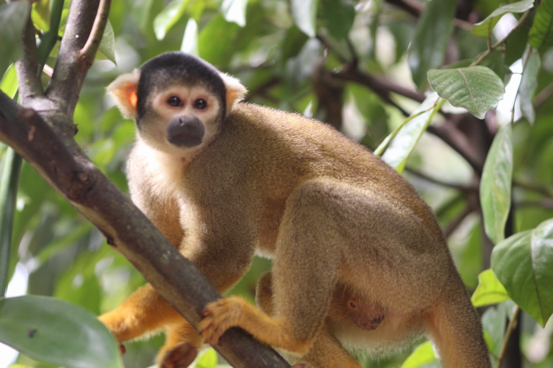 Bolivian Squirrel Monkey
