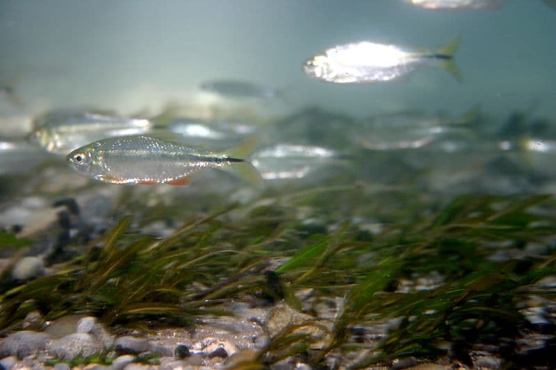 Blind Cave Fish