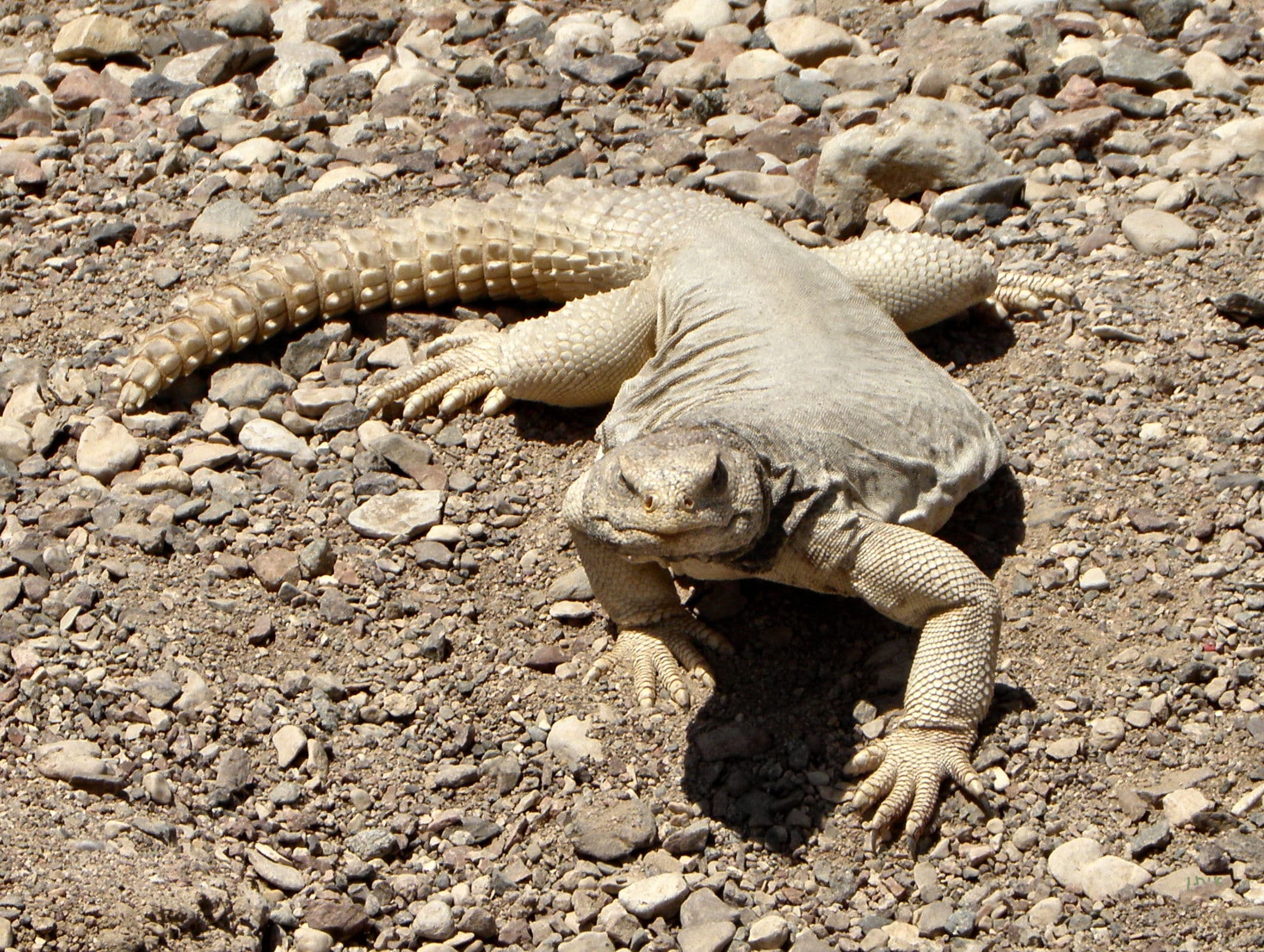 Egyptian Uromastyx